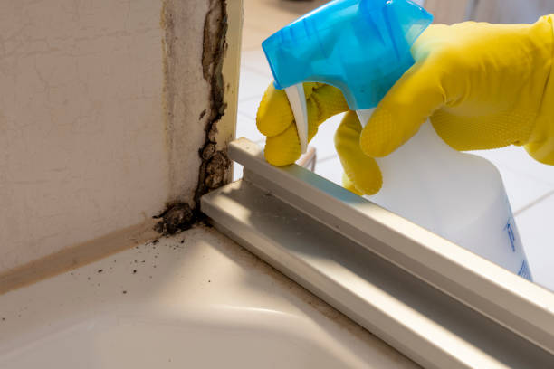 Best Mold Removal Near Me  in Kensington, NY