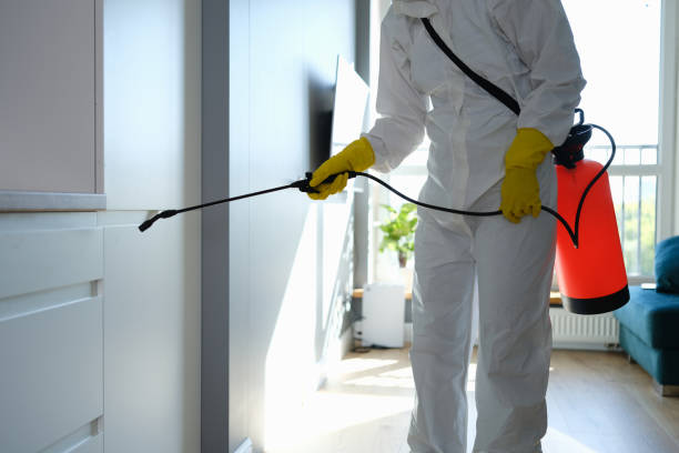 Best Toxic Mold Removal  in Kensington, NY