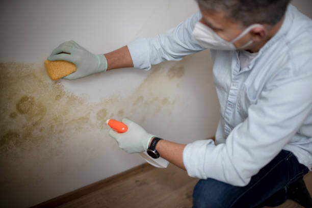 Professional Mold Removal in Kensington, NY