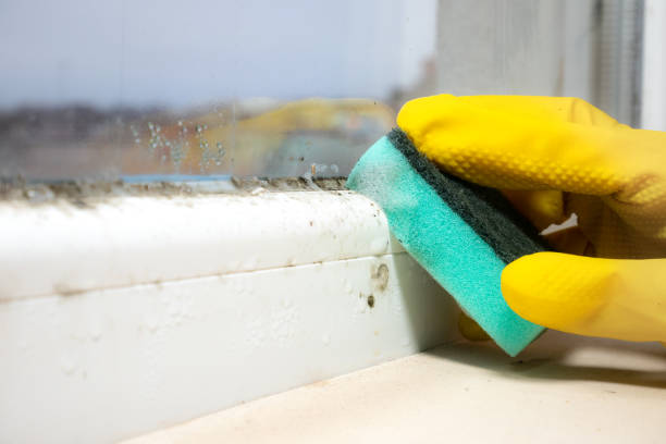 Mold Removal Process in Kensington, NY