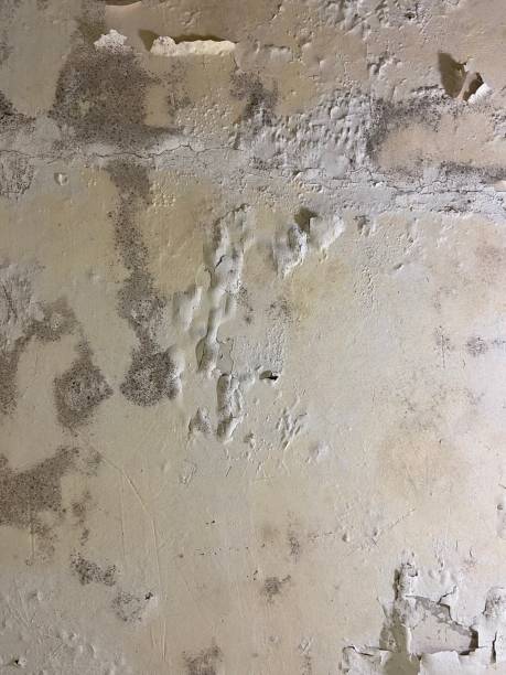 Best Black Mold Removal  in Kensington, NY