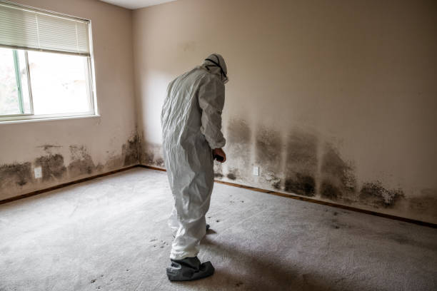 Best Crawl Space Mold Removal  in Kensington, NY