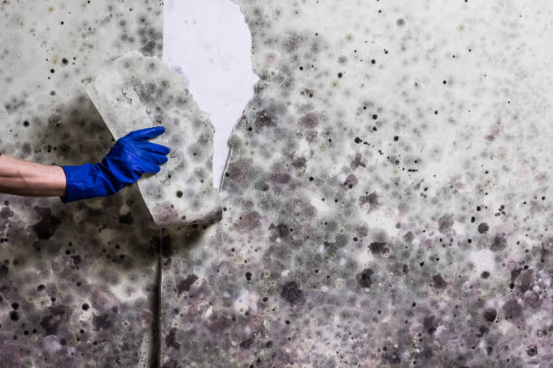 Best Commercial Mold Removal  in Kensington, NY