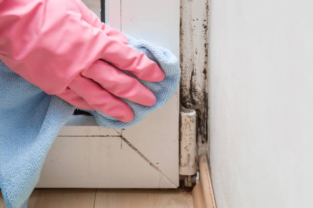 Best Mold Testing and Removal  in Kensington, NY