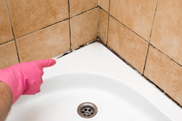 Office Mold Removal Services in Kensington, NY